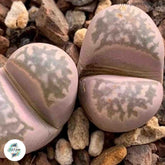 Lithops marmorata / Living stones / 40 seeds